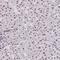Deoxyuridine Triphosphatase antibody, HPA060360, Atlas Antibodies, Immunohistochemistry frozen image 