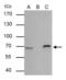 Cre Recombinase antibody, PA5-32245, Invitrogen Antibodies, Immunoprecipitation image 