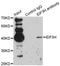 Eukaryotic Translation Initiation Factor 3 Subunit H antibody, LS-C748430, Lifespan Biosciences, Immunoprecipitation image 