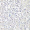 Nuclear Factor Of Activated T Cells 1 antibody, 16-027, ProSci, Immunohistochemistry frozen image 