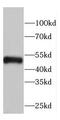 Kynurenine Aminotransferase 1 antibody, FNab01340, FineTest, Western Blot image 