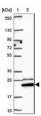 Glycolipid Transfer Protein antibody, PA5-63306, Invitrogen Antibodies, Western Blot image 