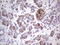 Nudix Hydrolase 12 antibody, LS-C339683, Lifespan Biosciences, Immunohistochemistry frozen image 