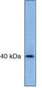 AKT1 Substrate 1 antibody, AHO1031, Invitrogen Antibodies, Western Blot image 