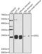 Glutathione Peroxidase 2 antibody, A03837, Boster Biological Technology, Western Blot image 