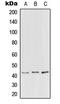 Peroxisomal Biogenesis Factor 3 antibody, LS-C353055, Lifespan Biosciences, Western Blot image 