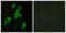 Lysophosphatidic Acid Receptor 1 antibody, abx015234, Abbexa, Western Blot image 