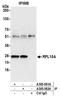 Ribosomal Protein L10a antibody, A305-062A, Bethyl Labs, Immunoprecipitation image 