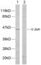 Jun Proto-Oncogene, AP-1 Transcription Factor Subunit antibody, abx012865, Abbexa, Western Blot image 