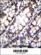 Cytochrome b-c1 complex subunit Rieske, mitochondrial antibody, 55-968, ProSci, Immunohistochemistry paraffin image 