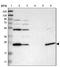 BCL2 Interacting Protein 3 Like antibody, NBP1-88558, Novus Biologicals, Western Blot image 