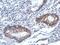 Threonyl-TRNA Synthetase 2, Mitochondrial antibody, PA5-31649, Invitrogen Antibodies, Immunohistochemistry paraffin image 