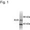 Retinoic Acid Receptor Alpha antibody, MA1-4668, Invitrogen Antibodies, Western Blot image 