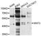 Wnt Family Member 3 antibody, STJ111660, St John