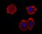 Neurofilament Medium antibody, A06821, Boster Biological Technology, Immunocytochemistry image 