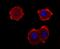 Neurofilament Medium antibody, A06821, Boster Biological Technology, Immunocytochemistry image 