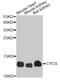 Cytochrome C, Somatic antibody, MBS125377, MyBioSource, Western Blot image 