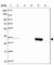 Sulfotransferase Family 1A Member 2 antibody, HPA051051, Atlas Antibodies, Western Blot image 