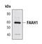 Fatty Acid Amide Hydrolase antibody, MA5-14808, Invitrogen Antibodies, Western Blot image 