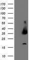 Uracil DNA Glycosylase antibody, M01672-1, Boster Biological Technology, Western Blot image 