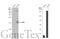 CD59 Molecule (CD59 Blood Group) antibody, GTX132874, GeneTex, Western Blot image 