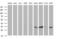 Thioredoxin Related Transmembrane Protein 1 antibody, MA5-26292, Invitrogen Antibodies, Western Blot image 