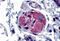 Prostaglandin E Receptor 4 antibody, MBS243029, MyBioSource, Immunohistochemistry frozen image 