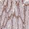 Cell Division Cycle 6 antibody, NBP2-47514, Novus Biologicals, Immunohistochemistry frozen image 