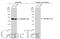 Sequestosome 1 antibody, GTX629890, GeneTex, Western Blot image 