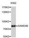Sterile Alpha Motif Domain Containing 4B antibody, STJ26882, St John