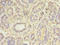 MAP3K7 C-Terminal Like antibody, A50809-100, Epigentek, Immunohistochemistry paraffin image 