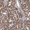 Actin Related Protein 6 antibody, HPA038587, Atlas Antibodies, Immunohistochemistry frozen image 