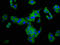 CUB And Sushi Multiple Domains 3 antibody, LS-C674311, Lifespan Biosciences, Immunofluorescence image 