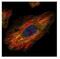 AT-Rich Interaction Domain 3A antibody, NBP1-31418, Novus Biologicals, Immunofluorescence image 