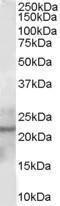 Glutathione Peroxidase 2 antibody, PA1-32493, Invitrogen Antibodies, Western Blot image 