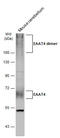 Solute Carrier Family 1 Member 6 antibody, GTX134097, GeneTex, Western Blot image 