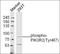 Phosphoinositide-3-Kinase Regulatory Subunit 2 antibody, orb6727, Biorbyt, Western Blot image 