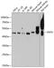 Farnesyltransferase, CAAX Box, Alpha antibody, 23-727, ProSci, Western Blot image 