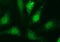 Serpin Family B Member 3 antibody, M04067-1, Boster Biological Technology, Immunofluorescence image 