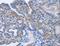 Alpha-Methylacyl-CoA Racemase antibody, LS-C400545, Lifespan Biosciences, Immunohistochemistry frozen image 