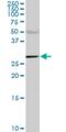 CA1 antibody, H00000759-M02, Novus Biologicals, Western Blot image 