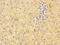 Inhibitor of growth protein 3 antibody, CSB-PA865171LA01HU, Cusabio, Immunohistochemistry paraffin image 