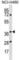 Heterogeneous Nuclear Ribonucleoprotein H3 antibody, abx029267, Abbexa, Western Blot image 