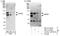 Ubiquitin Specific Peptidase 28 antibody, NB110-40543, Novus Biologicals, Western Blot image 