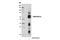 Nuclear Factor, Interleukin 3 Regulated antibody, 14312S, Cell Signaling Technology, Western Blot image 