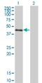 SAM Pointed Domain Containing ETS Transcription Factor antibody, H00025803-M01, Novus Biologicals, Western Blot image 