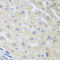 Paraoxonase 1 antibody, 22-873, ProSci, Immunohistochemistry frozen image 