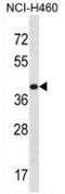 Mitochondrial Ribosomal Protein S9 antibody, AP52754PU-N, Origene, Western Blot image 