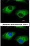 Aldehyde Dehydrogenase 1 Family Member A1 antibody, PA5-32159, Invitrogen Antibodies, Immunofluorescence image 