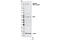 Protein Kinase C Theta antibody, 9377S, Cell Signaling Technology, Western Blot image 